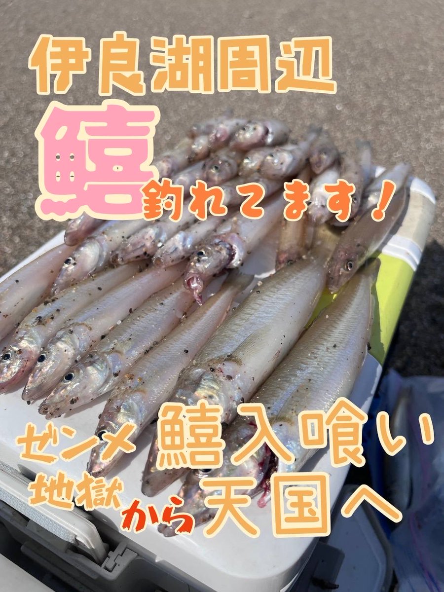 FA_aichi's tweet photo. 渥美半島の伊良湖周辺シロギス調査🔥
風無し！波無し！今日は釣れる！
と思いきや…濁りがありゼンメ地獄💦
今日もダメかー
と思いながら色々ポイント探り…イマイチ
ド干潮に同じポイントに入ると…

入れ喰いですやん😍

前半3時間  6匹が
後半2時間35匹❤️
潮とポイントの重要性を学びした❤️ https://t.co/T28AKEKgEN