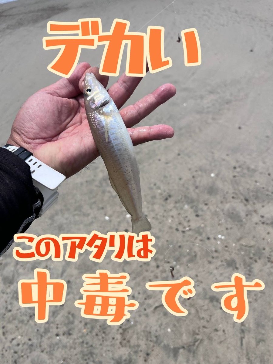 FA_aichi's tweet photo. 渥美半島の伊良湖周辺シロギス調査🔥
風無し！波無し！今日は釣れる！
と思いきや…濁りがありゼンメ地獄💦
今日もダメかー
と思いながら色々ポイント探り…イマイチ
ド干潮に同じポイントに入ると…

入れ喰いですやん😍

前半3時間  6匹が
後半2時間35匹❤️
潮とポイントの重要性を学びした❤️ https://t.co/T28AKEKgEN