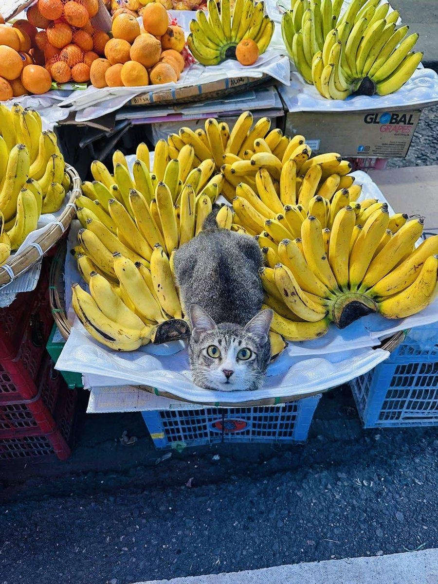 cats with jobs 🛠 tweet media