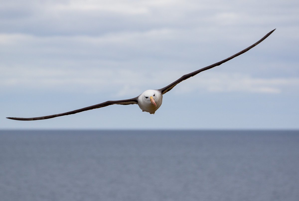 FalklandsinUK's tweet photo. A very Happy #WorldAlbatrossDay from the Falkland Islands! 🦅

Home to 70% of the world’s Black-browed Albatross population, our Islands are a haven for this beautiful seabird, which arrives in September to breed and departs again by the end of April. 🇫🇰

📷 @JCTravelography https://t.co/BnHm3KF6QI