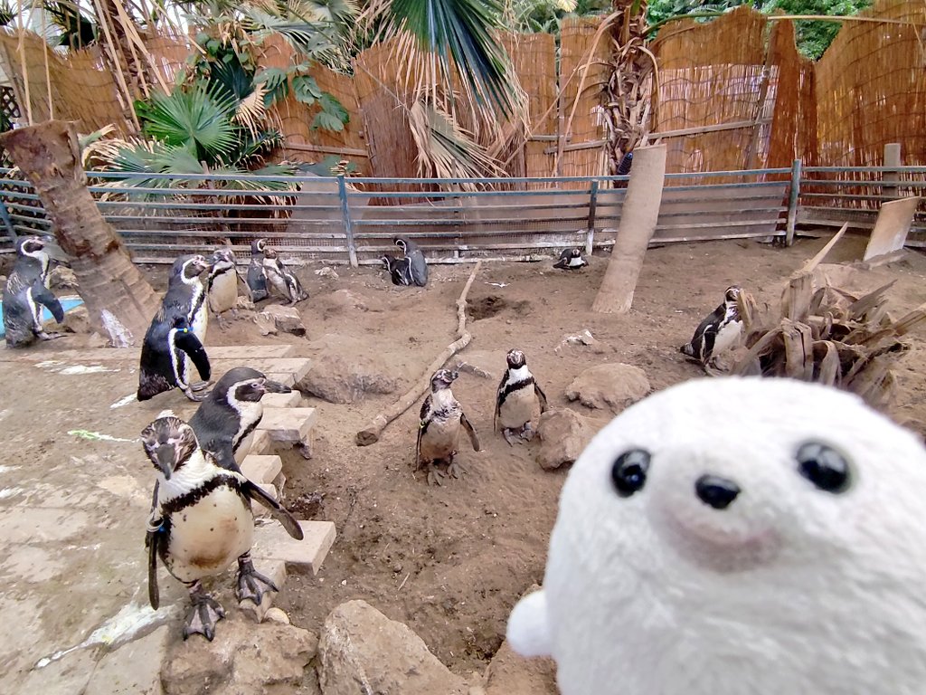 gomanosuke613's tweet photo. すいぞくかん おもいで🦭🐬🐧🐉 https://t.co/IQPEdd3hh3