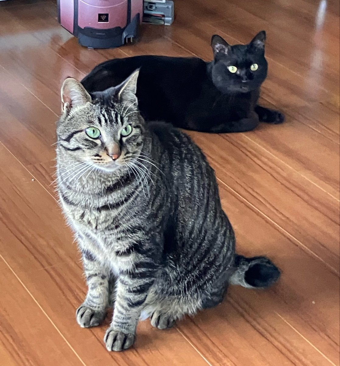 GsZpc's tweet photo. くろたま🐈‍⬛1ヶ月記念日🎂💖

まだ一日中大声で鳴きながら歩き回る日々ですが😅私たちとの距離感は地道に近づきつつあります☺️

布団を積んでいる場所の奥が安心ゾーン
手前のホカペトンネルを出入りします
アスレチック感🤣

もっとリラックスして良いからね🫶✨
#もりねこ https://t.co/5q9TpwfF35