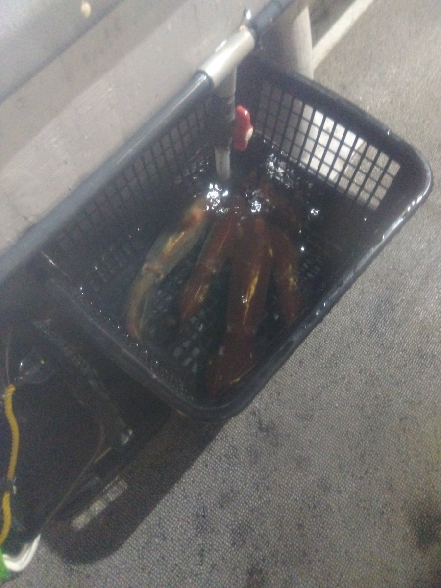TerribleSnow26's tweet photo. イカメタル〜 https://t.co/TJFoR7Eq07