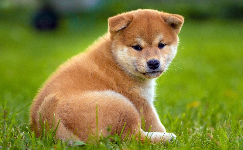 Vancroft's tweet photo. イスラム教はなんで犬が不浄な存在なんだよ、人間に寄り添って生きていけるのに。あれか、狂犬病か？ワクチン打ってくれ！頼む！！
2026年にもなって犬が不浄な存在はおかしいと思わないか？イスラム教！！もっと自分たちの頭で考えてくれ頼む！！！イスラム教！！！！ムスリム！！！！ https://t.co/cCkYCQaE29