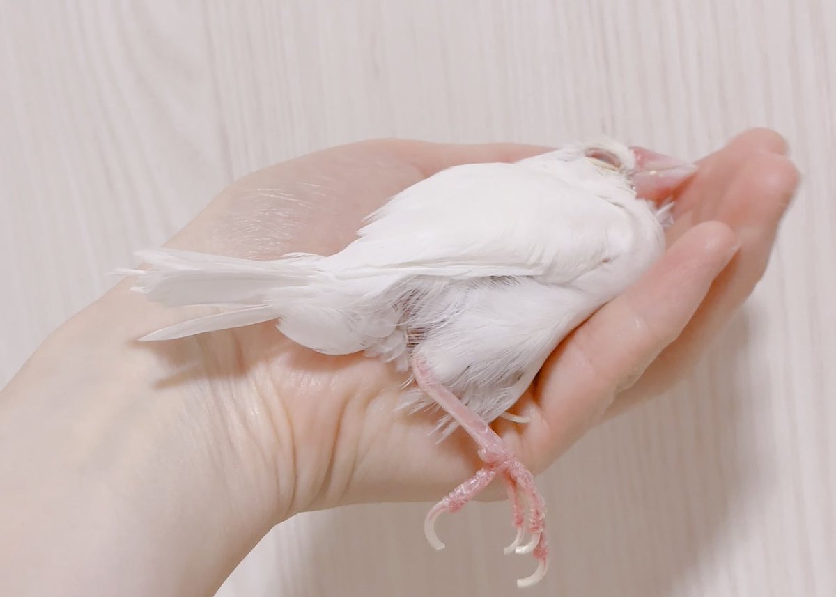 chikochiko1128's tweet photo. リラックスしすぎ https://t.co/8VBG5T2onG