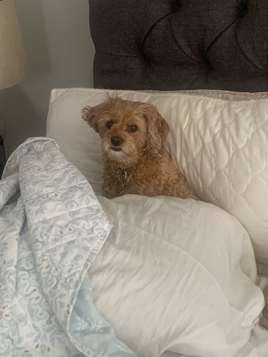 MassieNation19's tweet photo. I’ll be off here for a few days 

My dog died unexpectedly yesterday. 

My literal best friend. 

I truly didn’t understand a dogs love until way later in life. 

Truly a gift from GOD. 

Rest in piece sweet girl . https://t.co/IV1Uy3oAUV