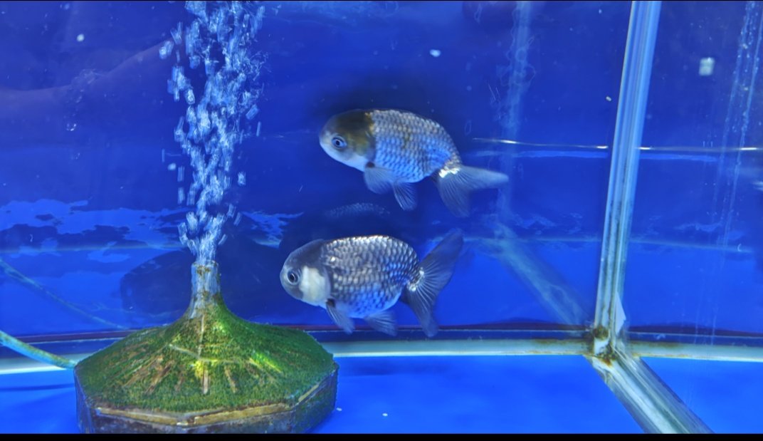 hinappy0714's tweet photo. こんばんは🌟

地元の弥富市で金魚＆の文鳥の
マンホールカードを頂きました😊

きんちゃん(金魚)が
およげ！たいやきくんに見えるのは
私だけでしょうか…？

歴史民俗資料館ではたくさんの
金魚達がお出迎えしてくれます🫧

なかでも青いらんちゅうは
とても珍しい金魚です🫧 https://t.co/czgjUe86ys