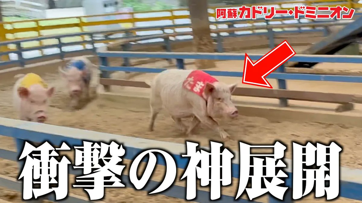 cuddlykouhou's tweet photo. 【動画公開‼️】
飼育スタッフがミニブタレースの１位をガチで予想したらマジの神展開に！

↓動画はこちらから↓
https://t.co/t79hNV12jL https://t.co/AJ8Cv4DnJN