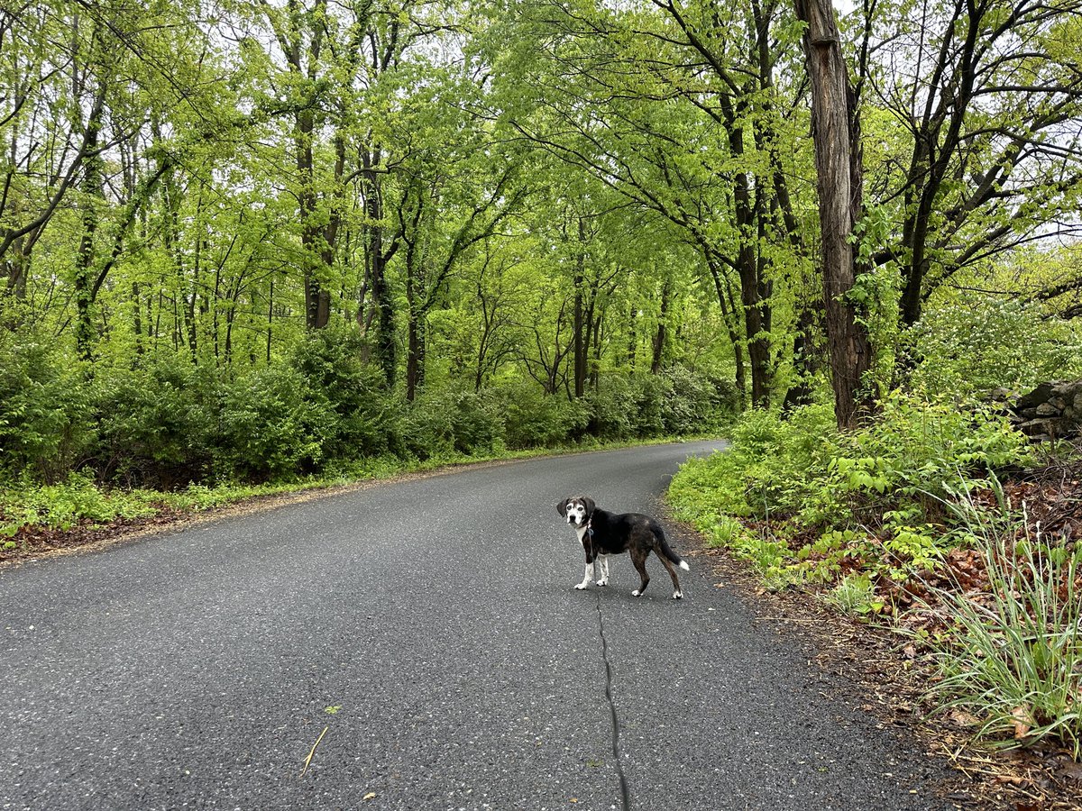 john_keim's tweet photo. Been a very tough week. We said goodbye to our beloved Archie on Monday. We adopted a dog; we added a family member. Blessed to have him for 16 years. https://t.co/ElzjSaYuAX