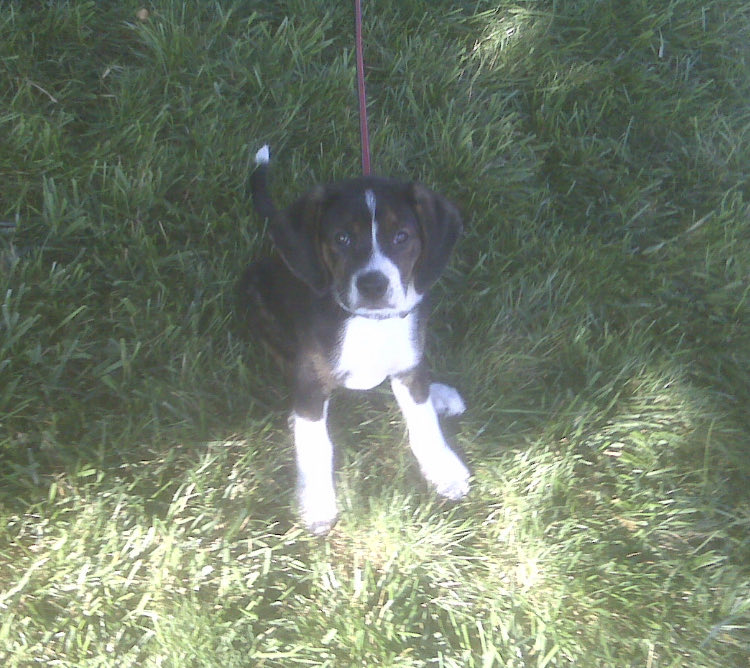 john_keim's tweet photo. Been a very tough week. We said goodbye to our beloved Archie on Monday. We adopted a dog; we added a family member. Blessed to have him for 16 years. https://t.co/ElzjSaYuAX