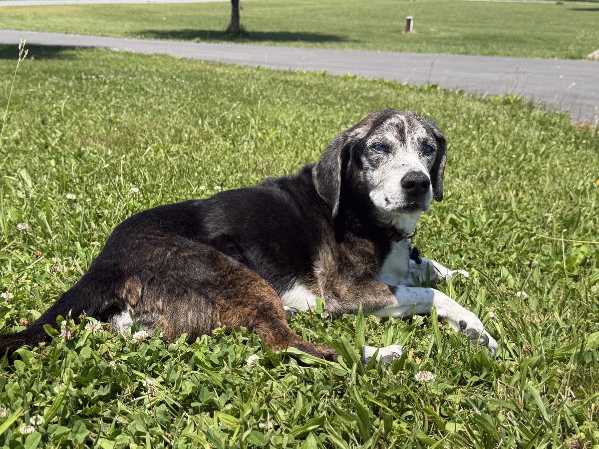 john_keim's tweet photo. Been a very tough week. We said goodbye to our beloved Archie on Monday. We adopted a dog; we added a family member. Blessed to have him for 16 years. https://t.co/ElzjSaYuAX