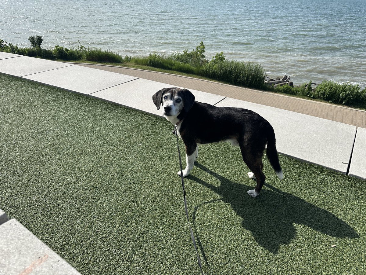 john_keim's tweet photo. Been a very tough week. We said goodbye to our beloved Archie on Monday. We adopted a dog; we added a family member. Blessed to have him for 16 years. https://t.co/ElzjSaYuAX