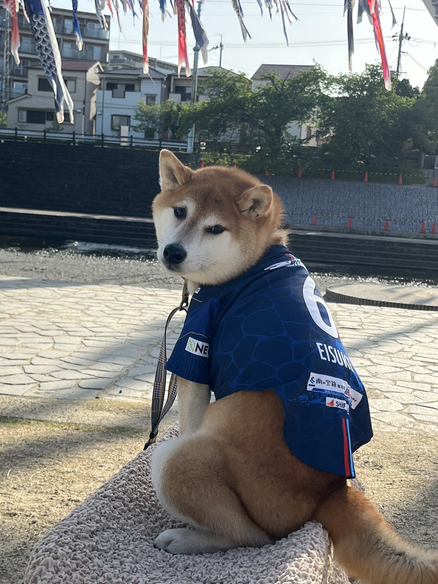 1971Nonpu's tweet photo. 早く、ピンク色えーすけのユニに
着替えたいワン🐕
犬服希望！柴サイズも！！

#テゲバグッズ
#テゲバ
＃テゲバジャーロ宮崎 https://t.co/QtginHGD1b