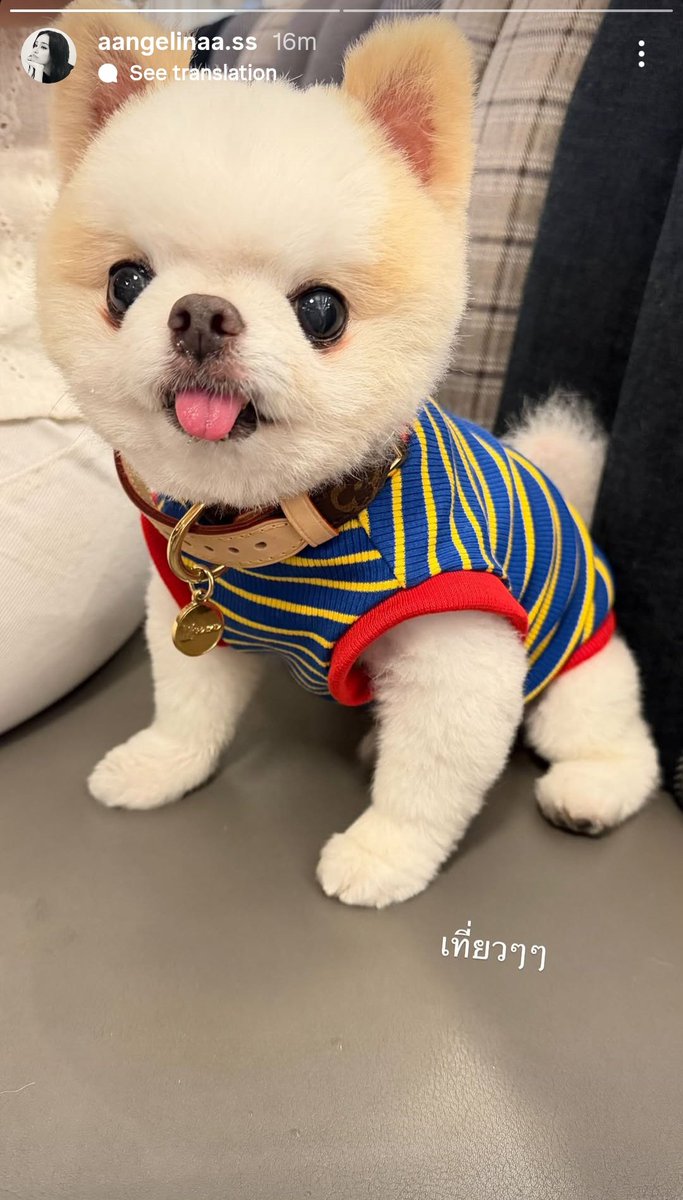 143kimyoung_ss's tweet photo. A paw-some day out with Snow. 🐶💕✨

#GinJay #จินเจ #ginnynatnicha #aangelinaass https://t.co/ieQ1Fv6bfz