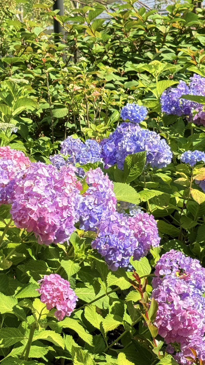 kaedeede05's tweet photo. 5月、うめきたの紫陽花の思い出。
とてもよい天気の日だったから、おつかれぽく見えますが。うめきたきれいになったよねー。 https://t.co/4evdde8wMd