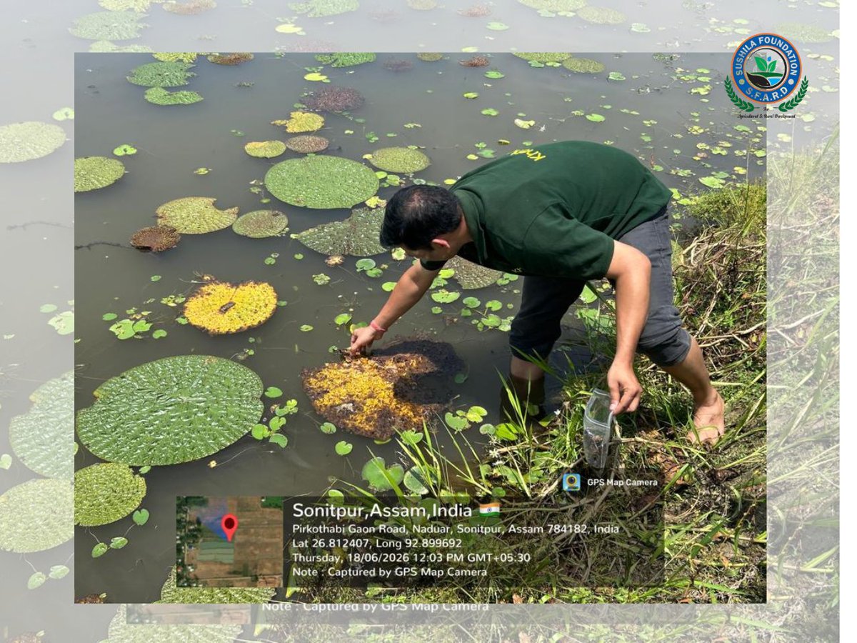 SfardFdn's tweet photo. Under the Assam Makhana Value Chain Project, NABARD Assam and SFARD organized a training programme on Makhana and Chestnut cultivation and harvesting for 30 members of Lisang MPACS at Tou Bhanga village, Sonitpur.

#RuralDevelopment https://t.co/9vGXF7x1Em