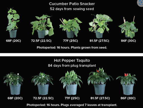 ASHS_Hort's tweet photo. Check out the latest article in the special ASHS series in GrowerTalks, "Dialing in the Heat" by ASHS members Ryan Dickson, Amanda McWhirt, and Amanda Lay-Walters. https://t.co/Qs5N0QkdwP https://t.co/N2ZwRmPpmX