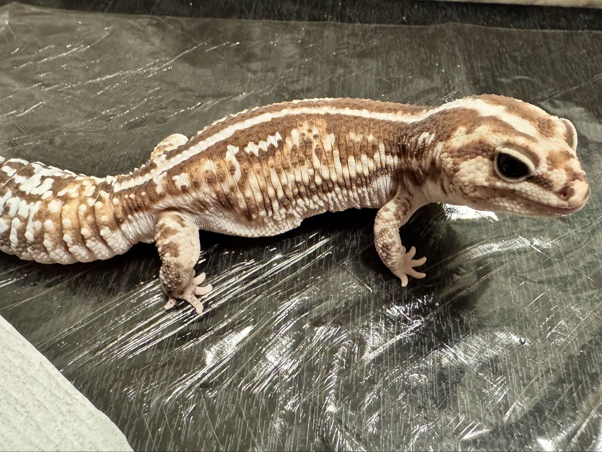 Lino_Gecko's tweet photo. 柄が乱れてるの良き〜

 #ニシアフリカトカゲモドキ 
 #爬虫類好きさんと繋がりたい https://t.co/gz9PntLX4k