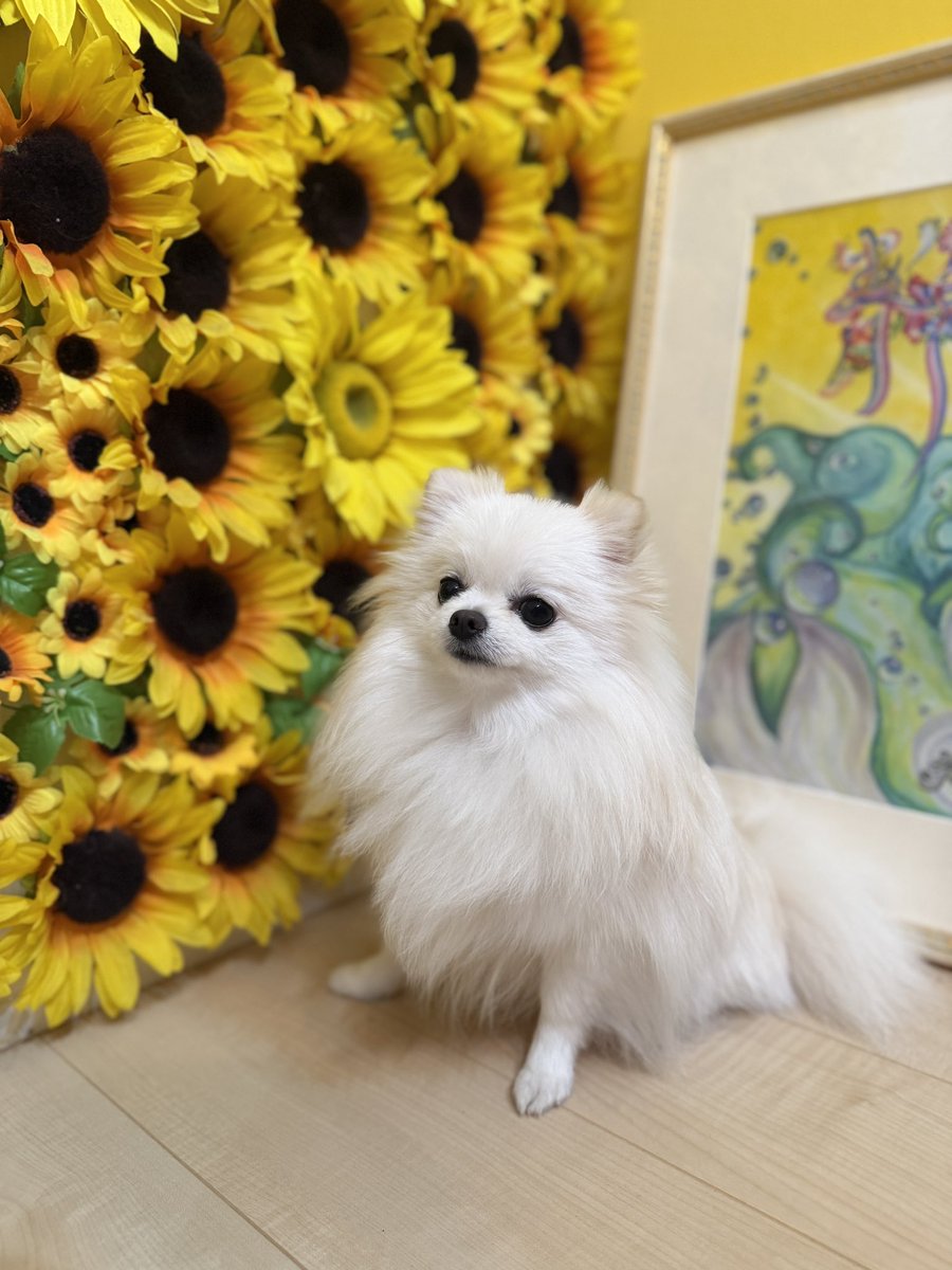 emmapom918's tweet photo. 知り合いのお家にフォトスポットあった🌻 https://t.co/kWTz60XtvY