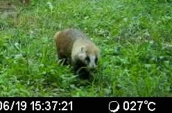 kazuno_kumajoho's tweet photo. 本日の動物クイズです。引用リポストでお答えください。これはなんでしょう。 https://t.co/GkzAWxvrrS