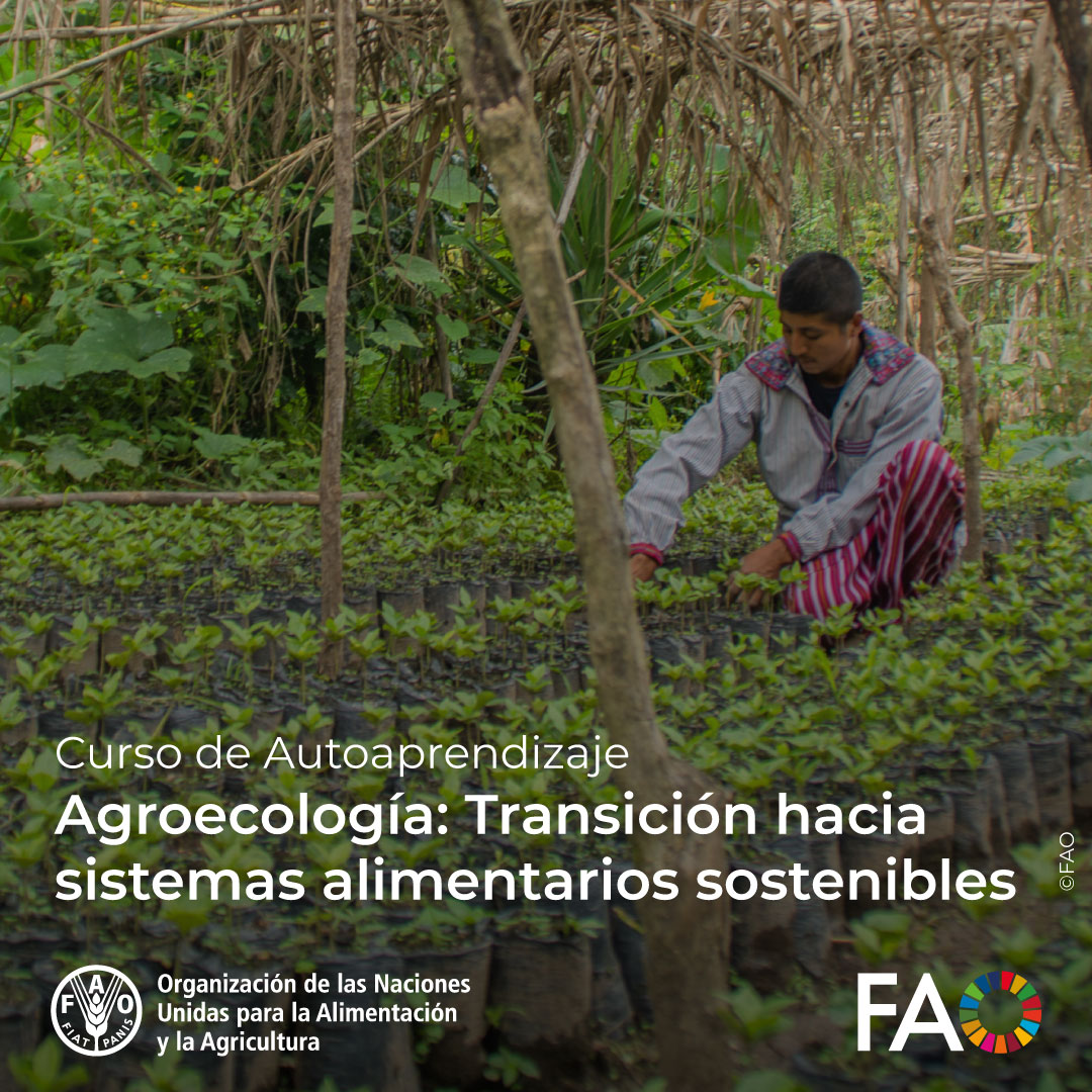 FAOCampus's tweet photo. 🎓 ¡Curso GRATUITO de @FAOCampus!

🍅 #Agroecologia 🌱Transición hacia #SistemasAlimentariosSostenibles

Con apoyo de @soclaglobal 

¡Inscríbete ahora! ➡️https://t.co/ljUjvW1Izm

#FoodSystems #SistemasAlimentarios https://t.co/jVejoJZlnv