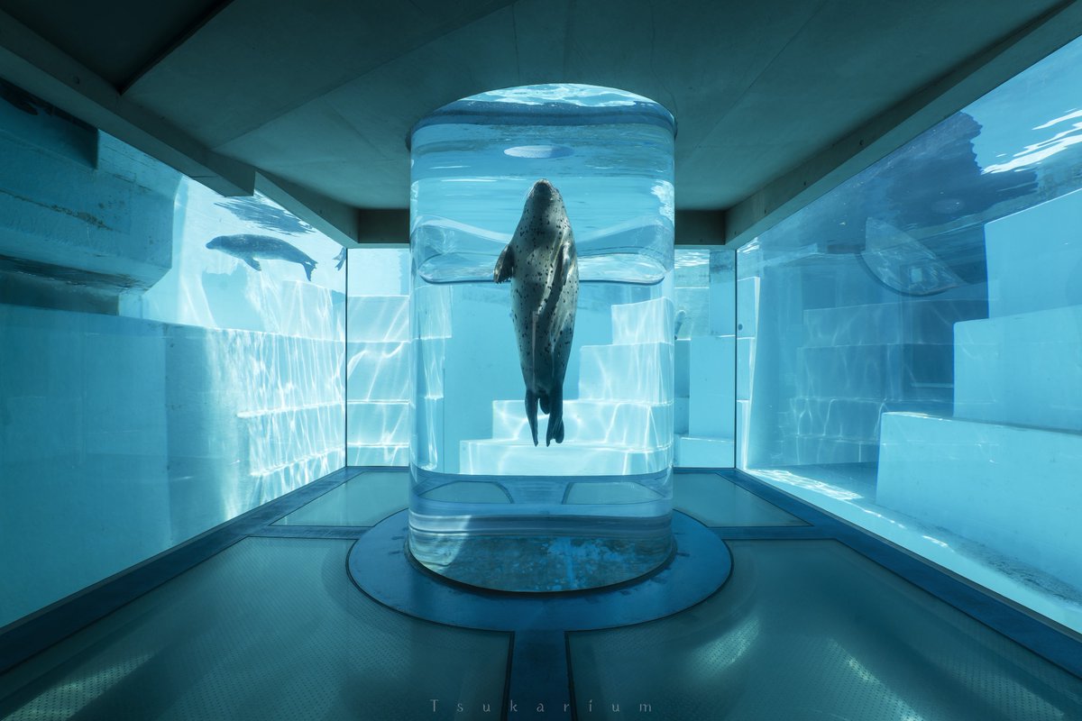 tsukarium's tweet photo. 水族館の水に包まれる空間が大好き https://t.co/r3SQ00heof