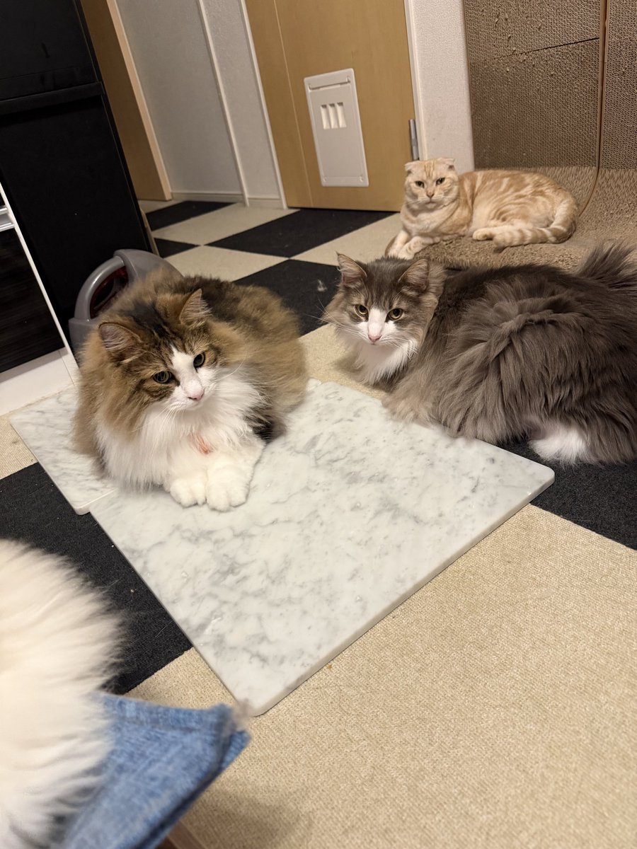 🐈⬛ななこ🐾猫と闘病 tweet media