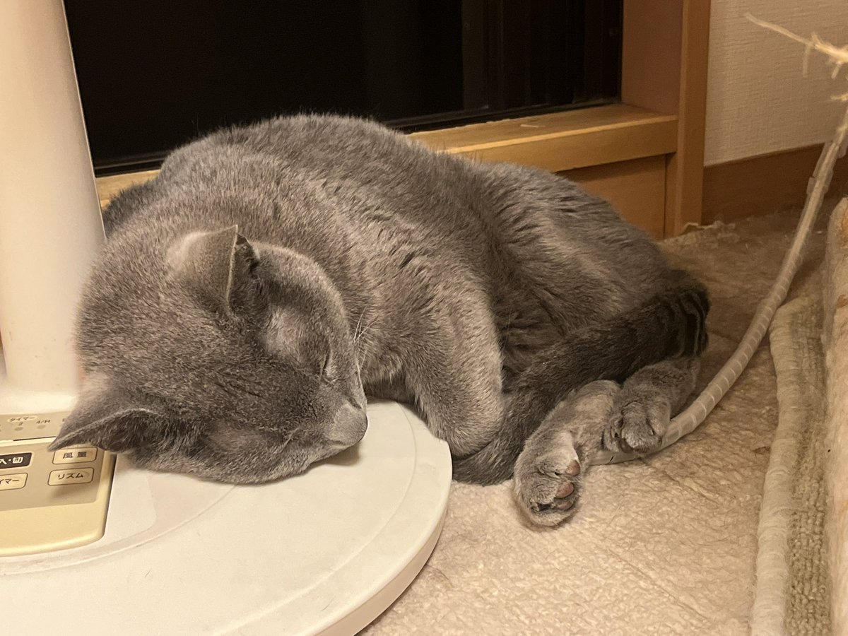 borjarnon06's tweet photo. 今週もお仕事お疲れさまでした🐈‍⬛ https://t.co/zklqOyOEqM