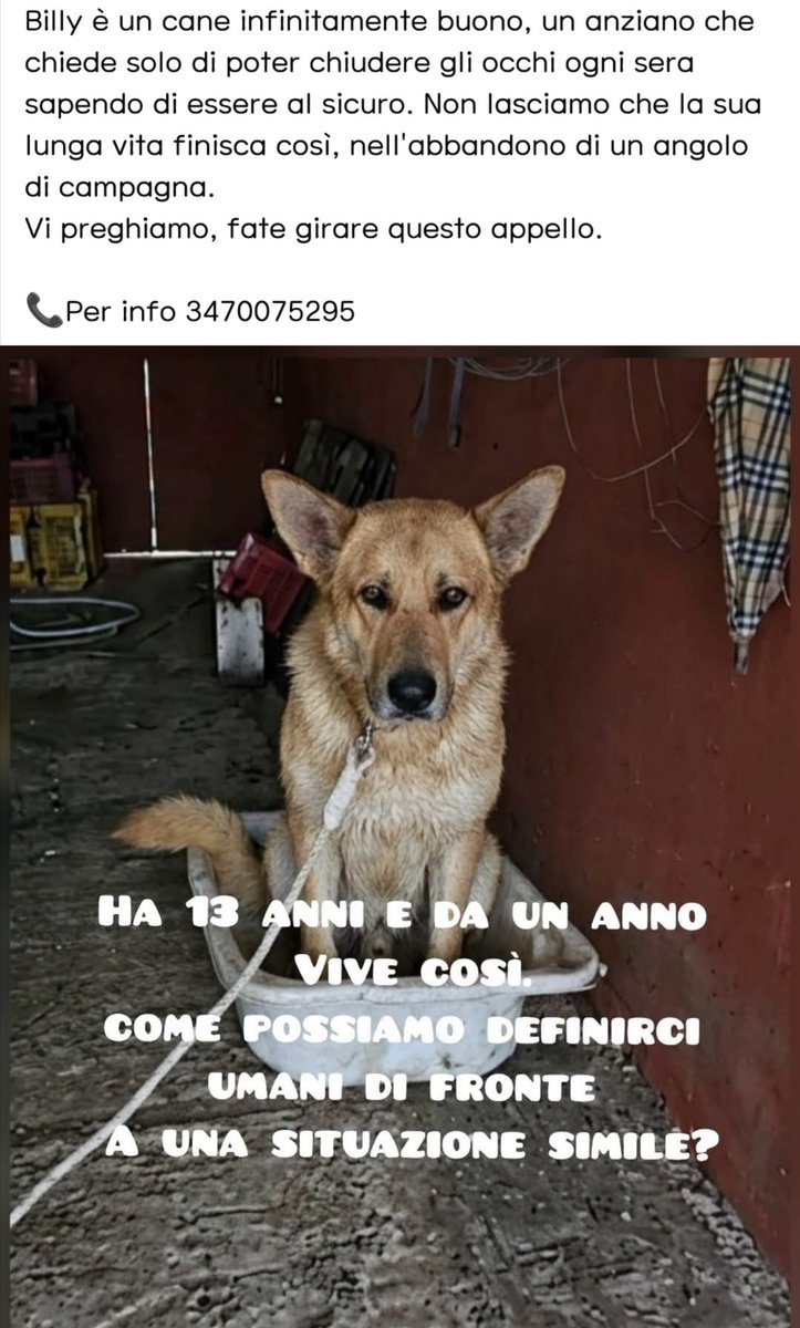 FiorellaArcodi1's tweet photo. Ma Ve possano ceca' maledetti 😡 salviamo questo innocente https://t.co/PwxC3mwlTx