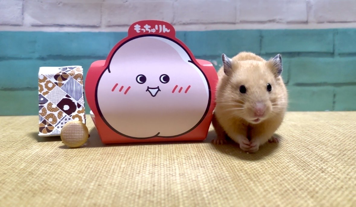 ハムちゃんママ (@yumi_yummy06) / Posts / X