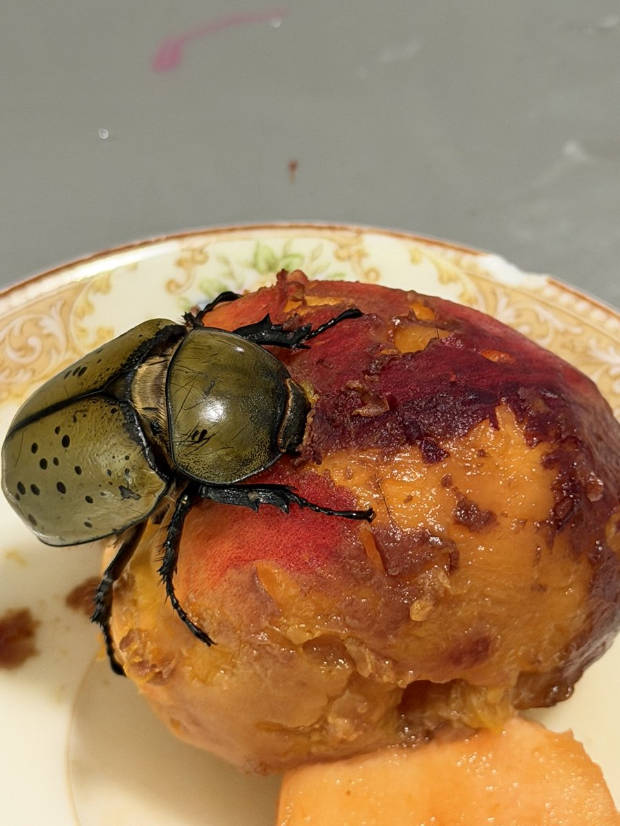 conchkween's tweet photo. I am mama to a dainty Hercules Beetle https://t.co/UMgsYLdZ1c
