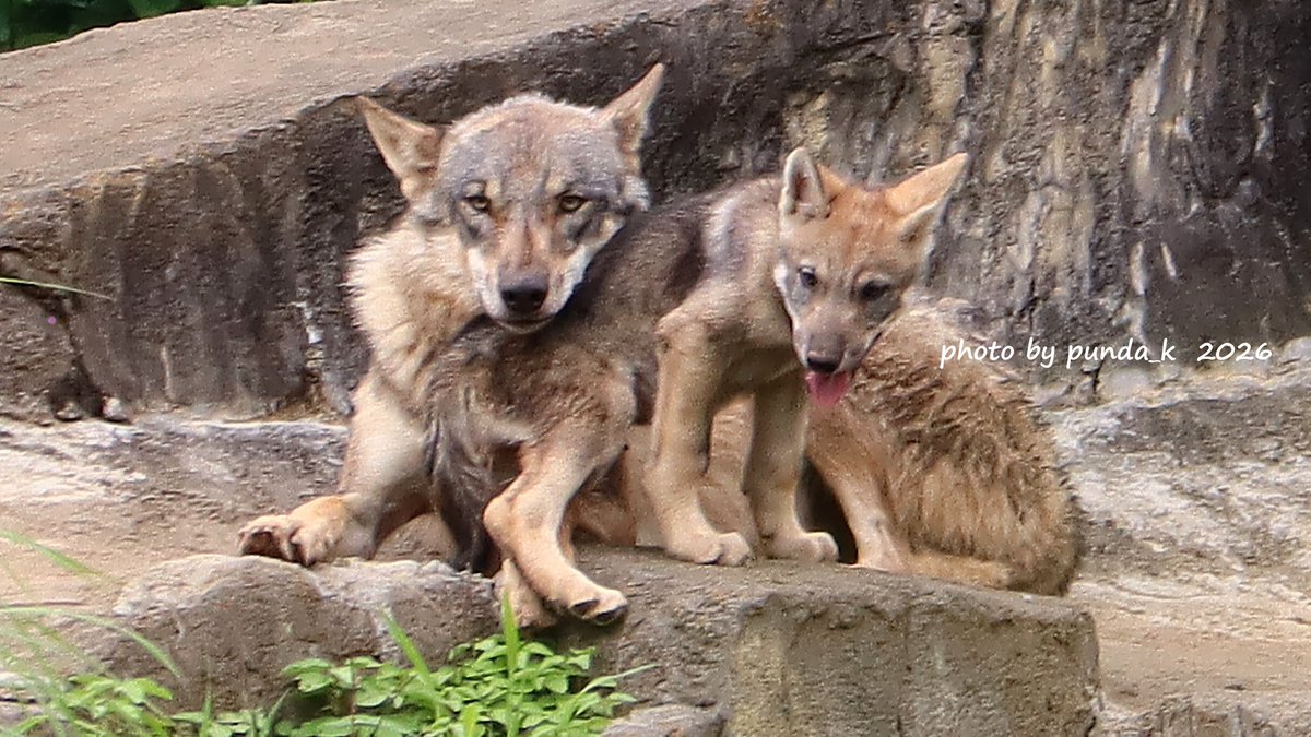KPunda325's tweet photo. （1）スイちゃんも少しづつリラックス
（2）お昼寝から目覚めてちょっと眠そうな子ども
（3）子どもを見つめるカヨランの優しい視線
（4）毛色の白っぽいほうの子ども
＃多摩動物公園　＃オオカミ親子　＃スイ　＃カヨラン（📷2026.6/18） https://t.co/RAxh5MSix7