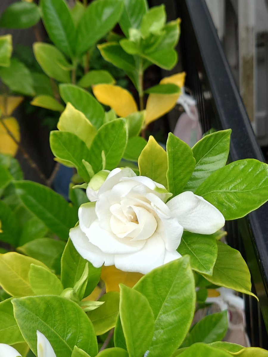 hamuL2222's tweet photo. 今日の花
【クチナシ】
我が家のクチナシは株が大きいので花も大きめです。
美しさはもちろん香りが甘くて好きな花です。 https://t.co/W7ya97UGr5