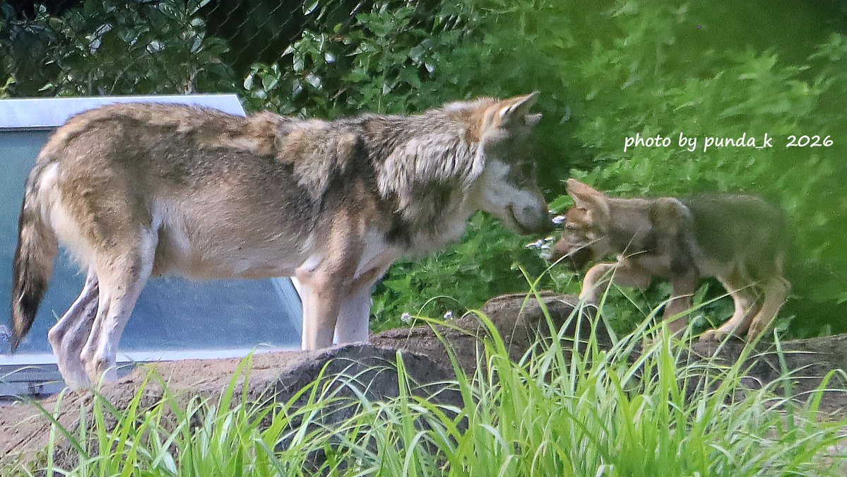 KPunda325's tweet photo. （1）スイちゃんも少しづつリラックス
（2）お昼寝から目覚めてちょっと眠そうな子ども
（3）子どもを見つめるカヨランの優しい視線
（4）毛色の白っぽいほうの子ども
＃多摩動物公園　＃オオカミ親子　＃スイ　＃カヨラン（📷2026.6/18） https://t.co/RAxh5MSix7