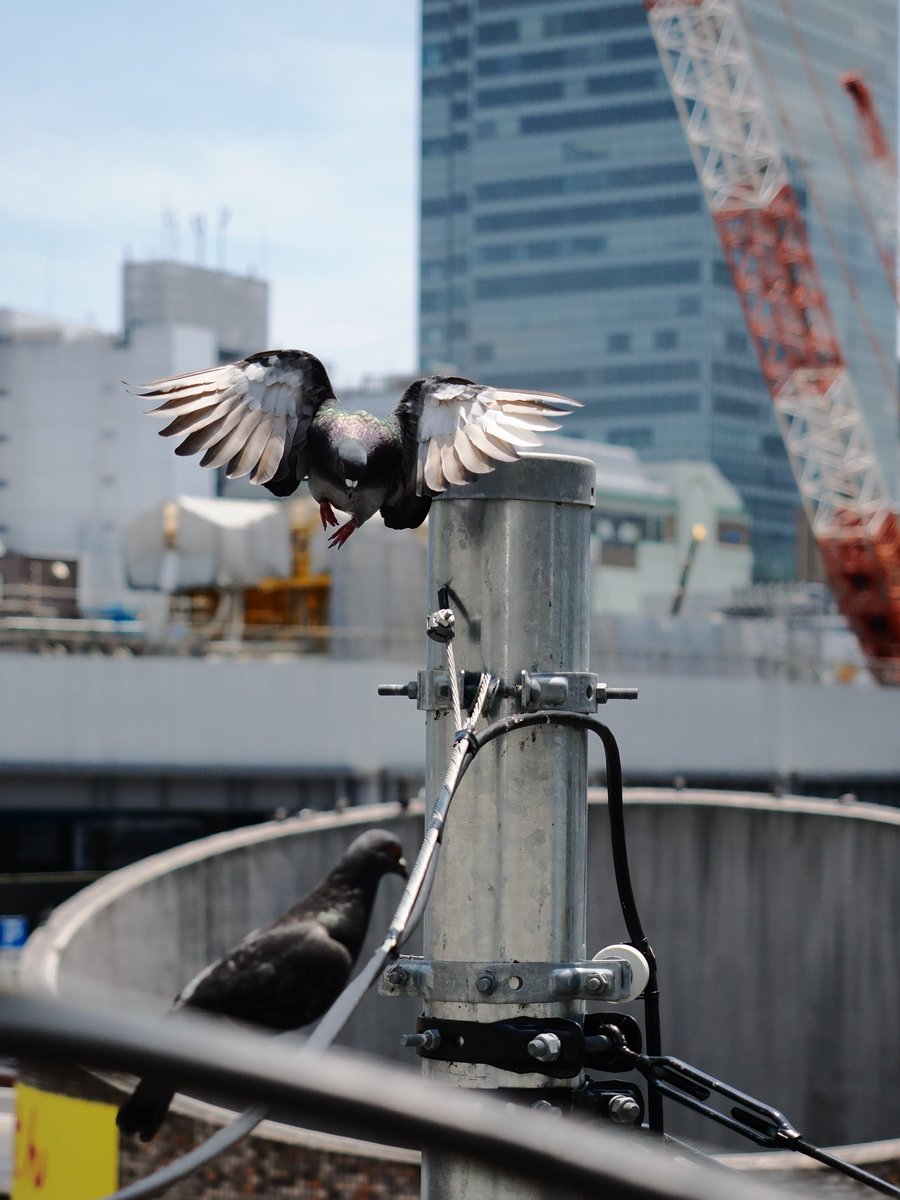 Puchipiii3's tweet photo. 都会のハト
#OM写真投稿 #OM3
#写真好きな人と繋がりたい https://t.co/UbO4DUelBd