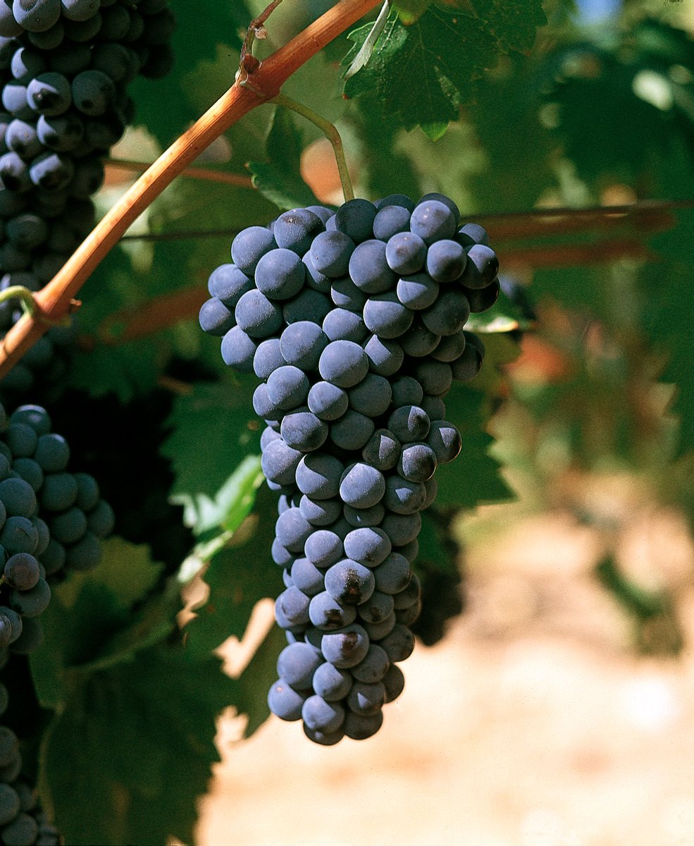 VinodeToro's tweet photo. Simplemente... Tinta de Toro. #DOToro🥰🍇🍷 https://t.co/p0TZQWbx30