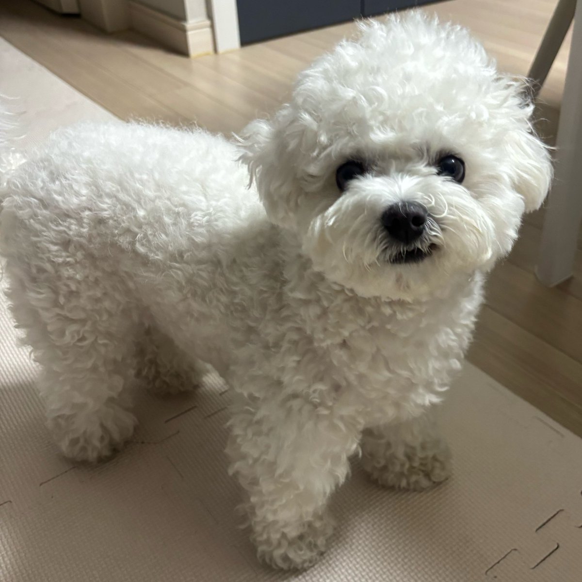 다다 tweet media