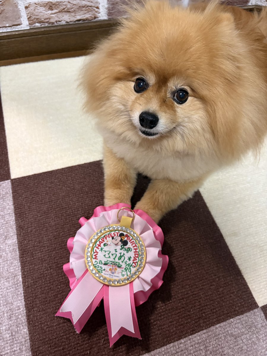 ryohina2809's tweet photo. こうめ9歳の誕生日🎂
おめでとう✨✨✨

今日もかわいいよ〜💕

#誕生日　#ポメラニアン https://t.co/GIb6flMd0c