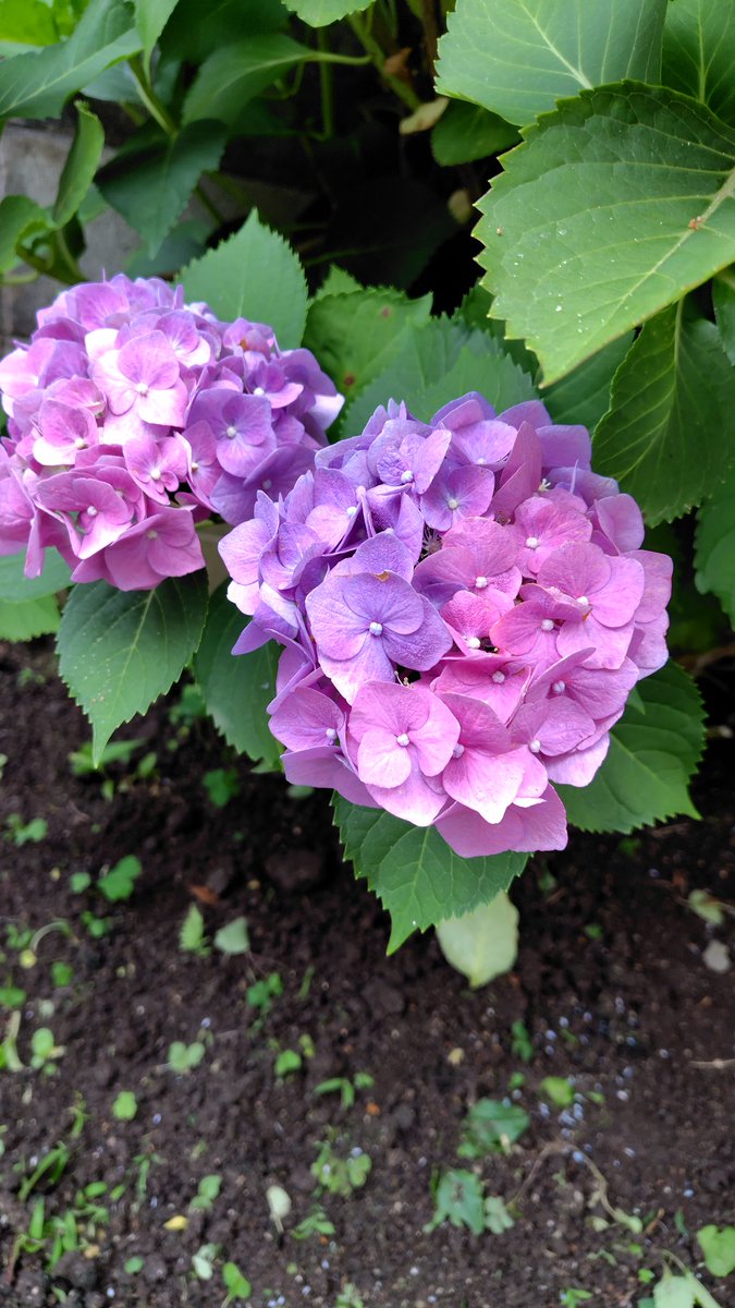 sjms810's tweet photo. 大雨予報だけど、久々に朝ゆっくりできる土日になりそうでそれだけで嬉しい。今年の紫陽花は面白い咲き方してる https://t.co/5T0TLClExD