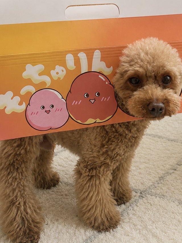 nonkilog's tweet photo. もっちゅりん買ったらやりたかったやつ。かわいい😍 https://t.co/MegZdUaZNL