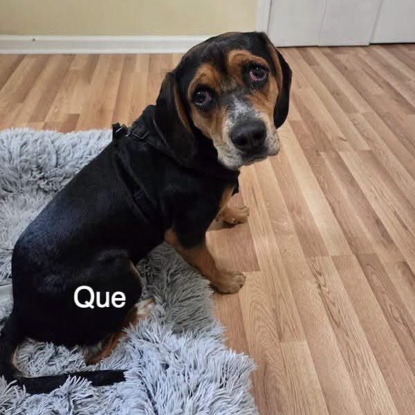 TriBeagles's tweet photo. Meet our adoptable beagles Saturday June 20th from 11-1 pm at Rosecomb Beer Garden in Cary! https://t.co/xufDb7LUrF https://t.co/KPJHGQWi7T