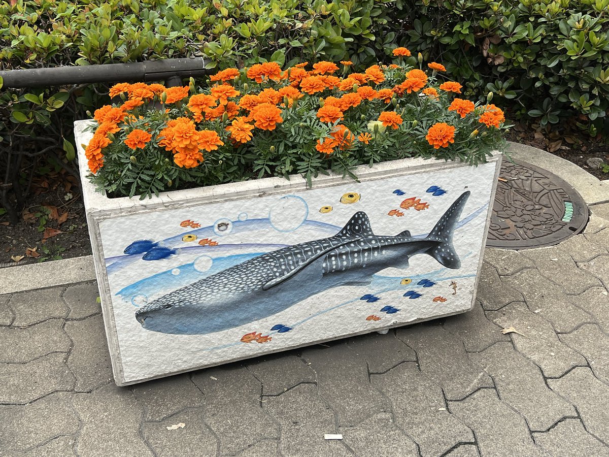 misty168_s's tweet photo. 水族館デートしてきました🥰 https://t.co/L1XPGLiYz3