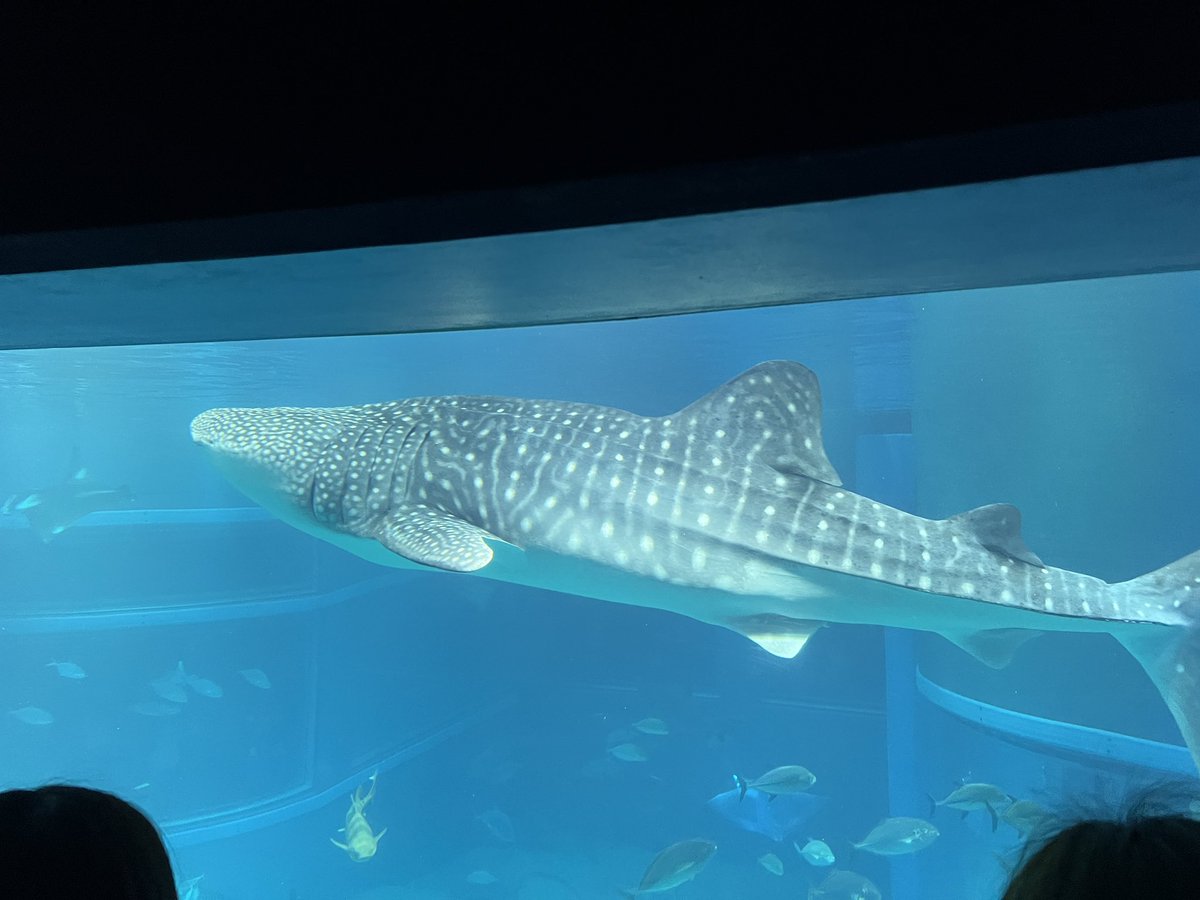 misty168_s's tweet photo. 水族館デートしてきました🥰 https://t.co/L1XPGLiYz3