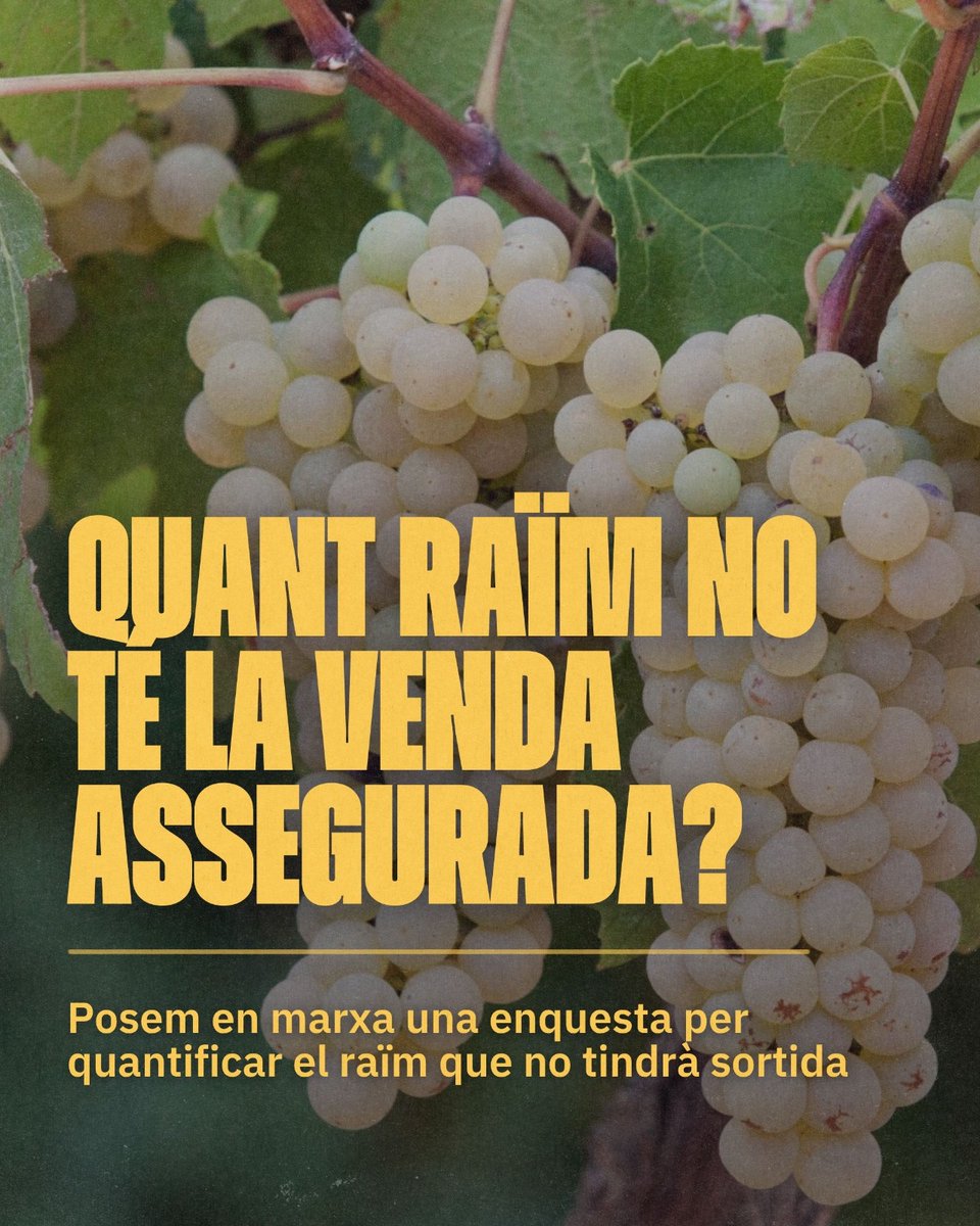 uniopagesos's tweet photo. 👩‍🌾Hem endegat una enquesta anònima als viticultors catalans per saber quant raïm no té la venda assegurada aquesta campanya 

L'objectiu és donar a conèixer a Agricultura les xifres i la crisi del sector

📋Feu l'enquesta: https://t.co/zQiWCXHU5z

➕ℹ️https://t.co/nDcpowkJ1A https://t.co/ZYydPuTR8L