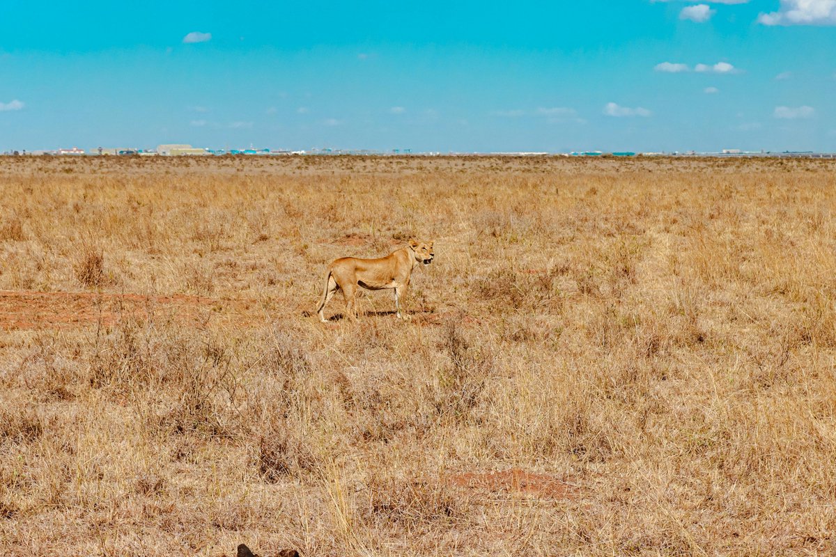 OfficialMaveriq's tweet photo. 🌍 Respect wildlife. Protect nature. Preserve the future. 

#Wildlife #WildAnimals #MΔVERICK #Nature #Safari #Adventure #HanningtonLundi #Explore #NaturePhotography #WildlifePhotography #AnimalLovers #NatureLovers #Africa #KenyaWildlife #SafariLife 

@KWSKenya https://t.co/AZ7wKVWiLU