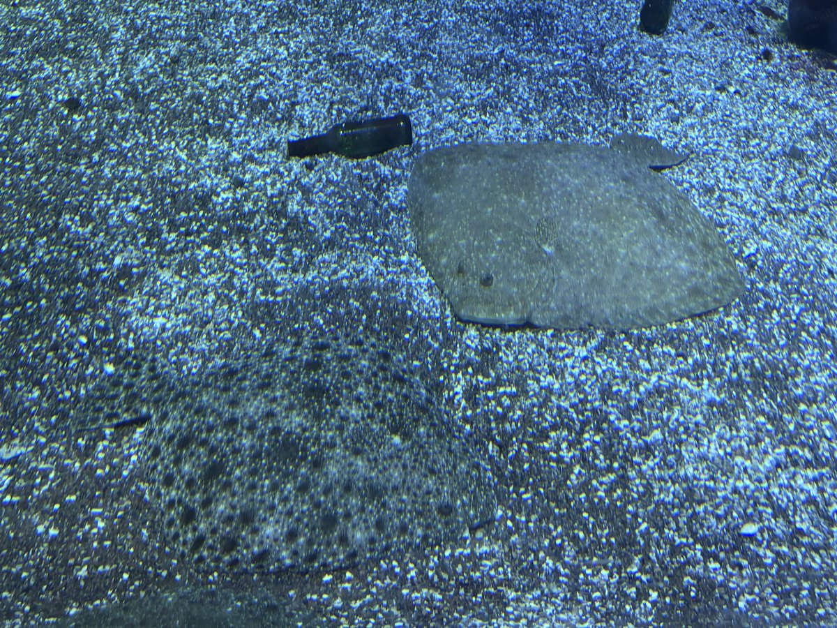zosterarium's tweet photo. 北欧のヒラメは、丸い！
(ヒラメ科でもカレイ科でもないらしいけど) https://t.co/fp4uaz0sHH