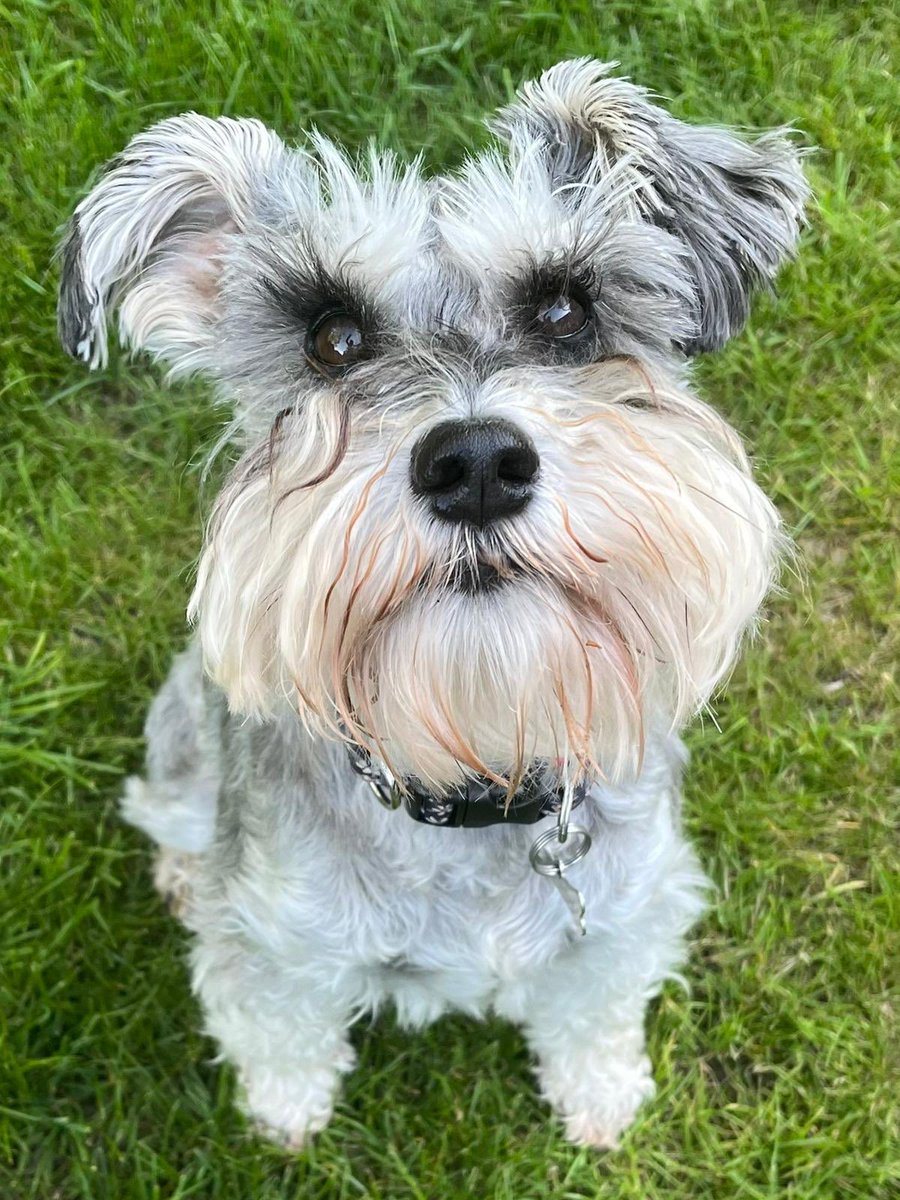 DaisySchnauzer's tweet photo. Happy FriYay #Schnauzergang 🌼🐾￼￼ https://t.co/cEWVSxAA7e