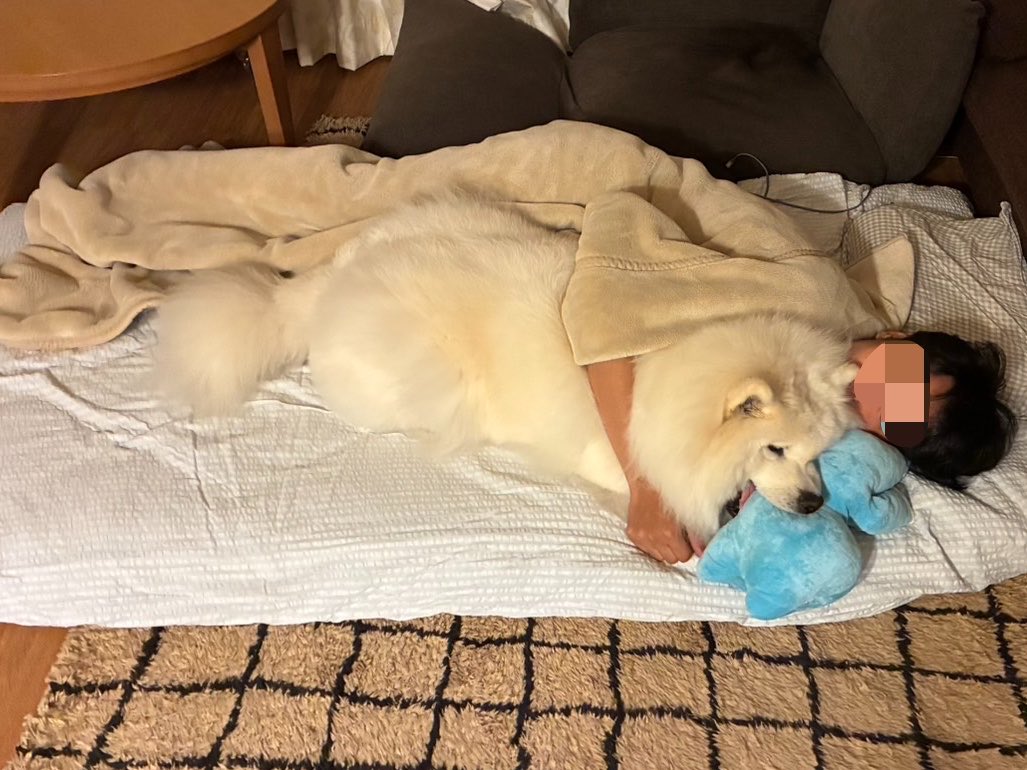samoyedsunny's tweet photo. テスト勉強中のお兄ちゃんの仮眠に付き添うサモエドが可愛い https://t.co/bODnX1hT58