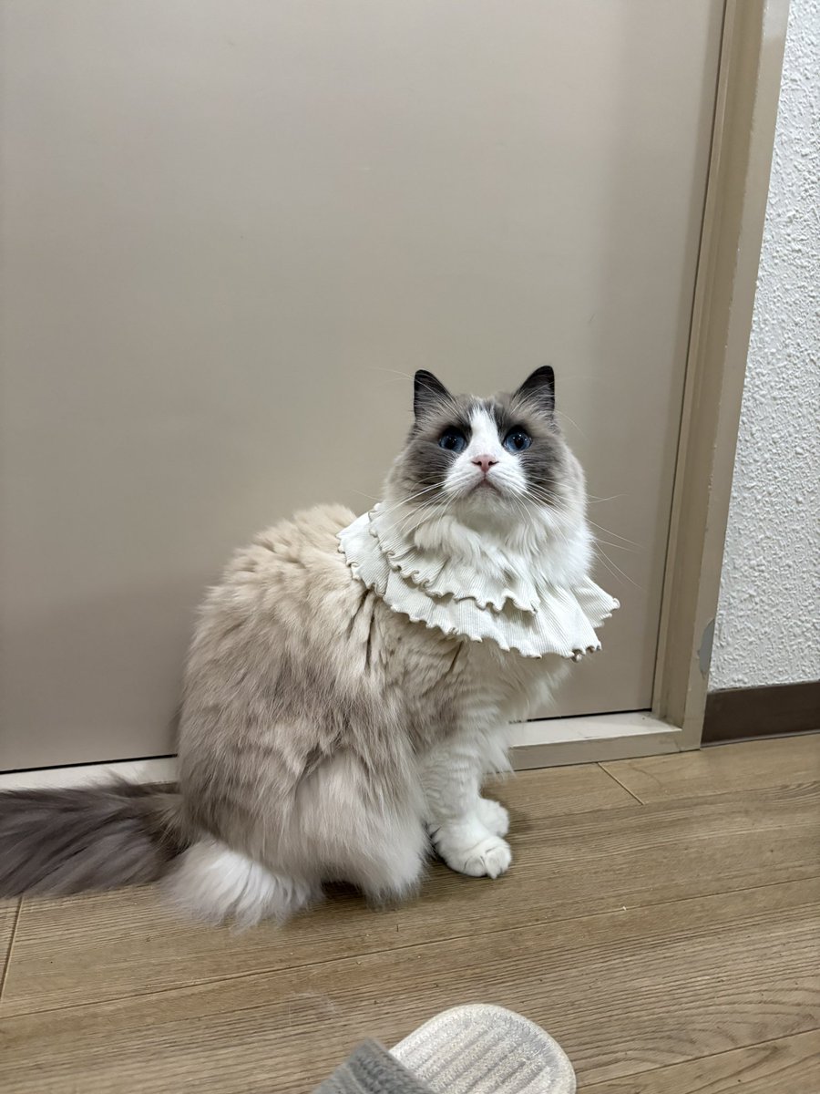 Perferrrr's tweet photo. 赤ちゃんのスタイつけたら
気品のある美しいモフ猫になった🐱 https://t.co/CVCedQePyF