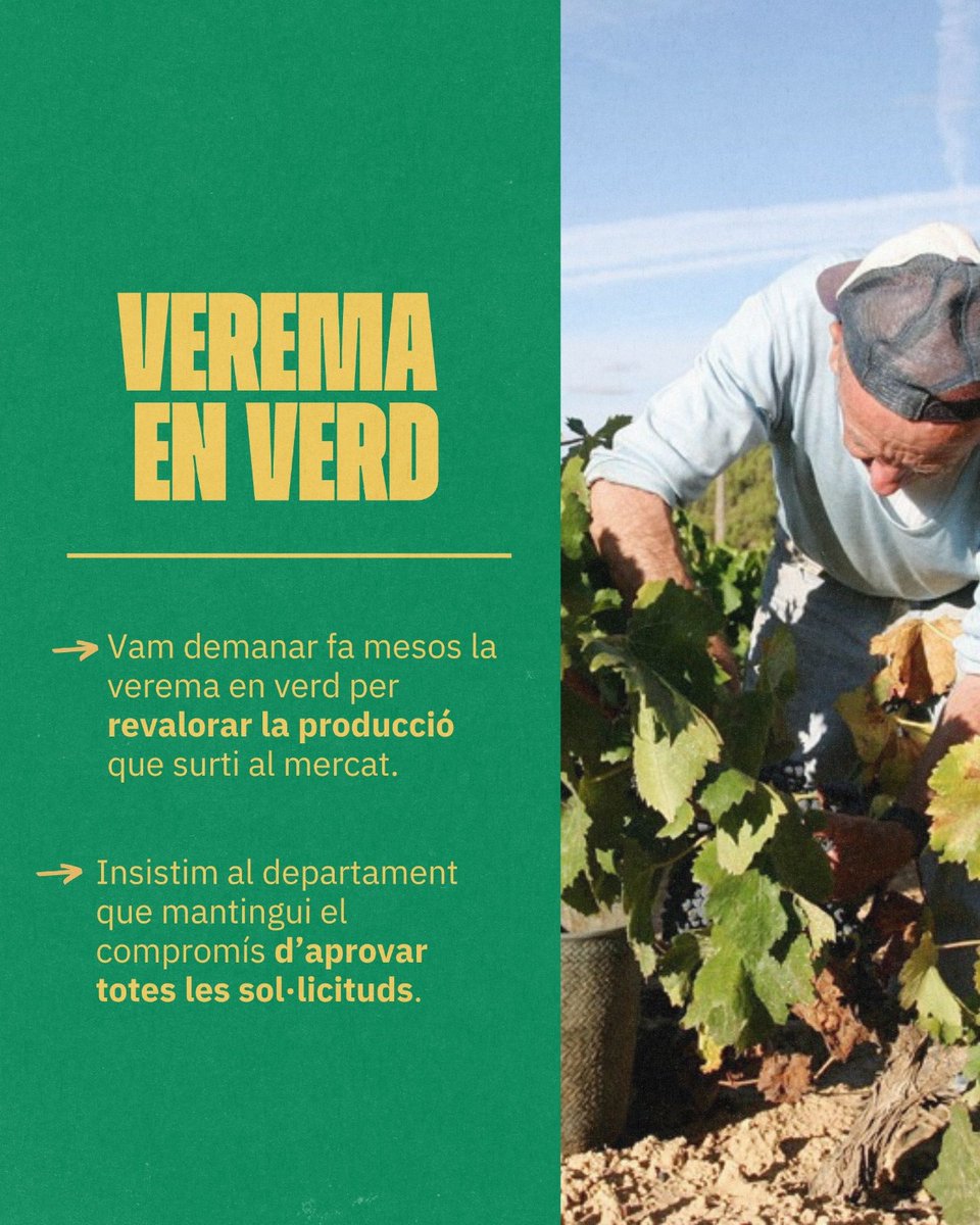 uniopagesos's tweet photo. 👩‍🌾Hem endegat una enquesta anònima als viticultors catalans per saber quant raïm no té la venda assegurada aquesta campanya 

L'objectiu és donar a conèixer a Agricultura les xifres i la crisi del sector

📋Feu l'enquesta: https://t.co/zQiWCXHU5z

➕ℹ️https://t.co/nDcpowkJ1A https://t.co/ZYydPuTR8L